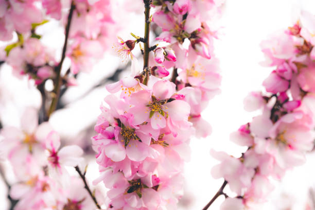 istock First almonds blossoms of the season 1203009053