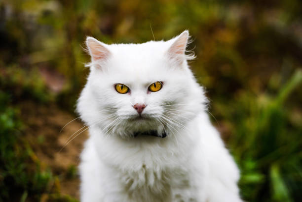 istock Cute and fluffy white cat, very playful, with yellow eyes 1203009472