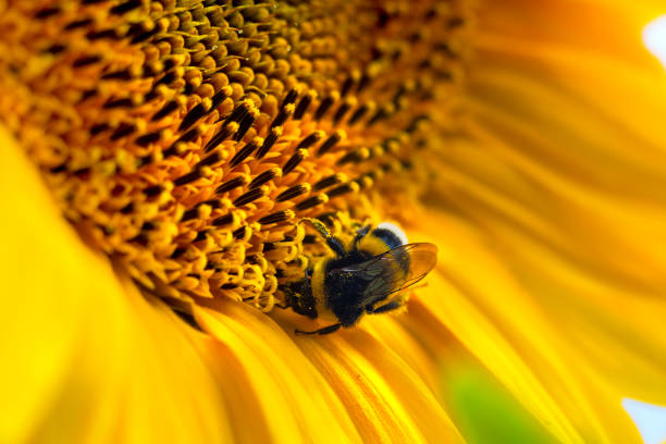 Bright yellow sunflower with bumblebee is illuminated by sunlight. Mock up template. Copy space for your text