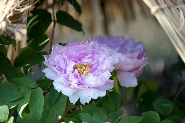 istock Peony , Tokyo, Japan 1203009538