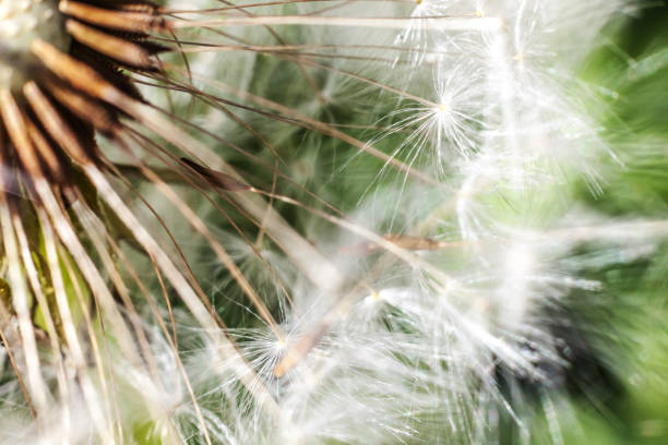 istock Dandelion seeds blowing in wind in summer field background 1203009611