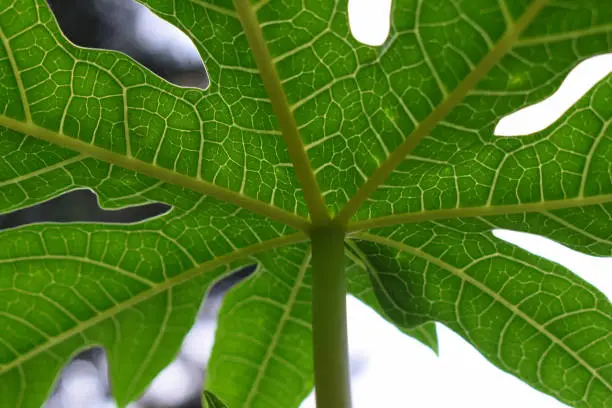 Photo of a beautiful fresh green papaya leaf which have a blurred background