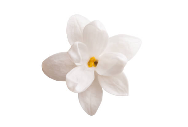istock lilac flower closeup isolated 1203010873