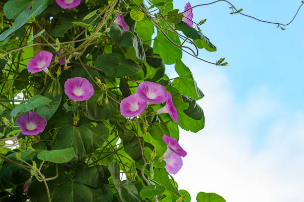 Bindweed Of Morning Glory. A climbing flower Lit by the morning sun Bindweed Of Morning Glory. A climbing flower Lit by the morning sun. ipomoea purpurea stock pictures, royalty-free photos & images