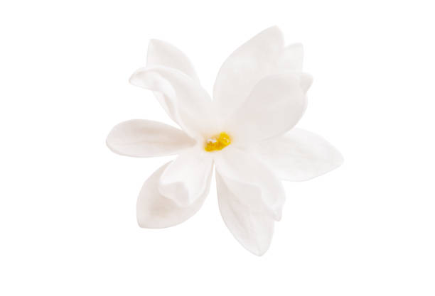 istock lilac flower closeup isolated 1203011075