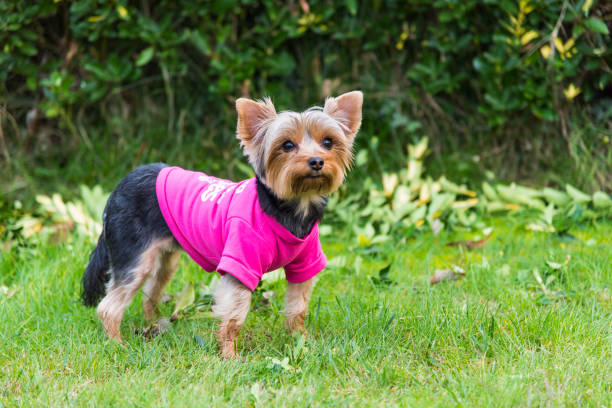 Cute Yorkshire terrier with bow on a grass field, close up shot