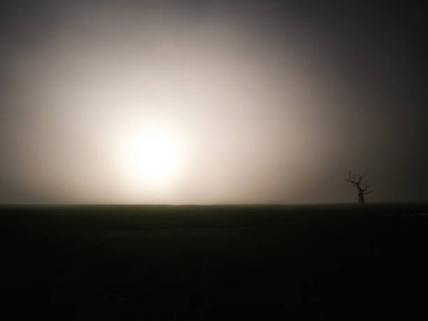 istock one dried tree without leaves in a field at sunset 1203011253