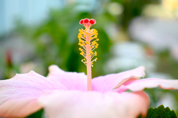 istock Flowers carpel nature soft focus closeup blur background pollen 1203013412