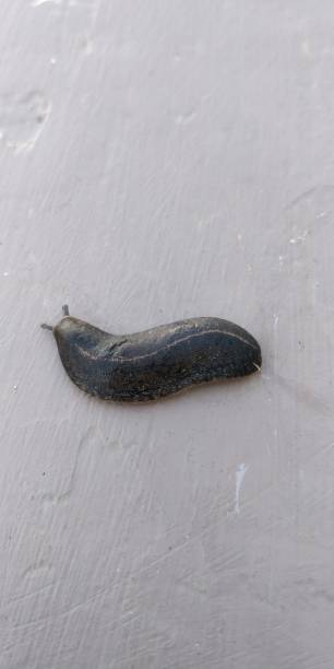 Land slug,is a common name for any apparently shell-less terrestrial gastropod mollusc.A small,usually black or brown creature with a long, soft body and no arms or legs,like a snail but with no shell la terrestre es un nombre común para cualquier molusco gasterópodo terrestre aparentemente sin cáscara. una criatura pequeña, generalmente negra o marrón, con un cuerpo largo y suave y sin brazos ni piernas, como un caracol pero sin caparazón