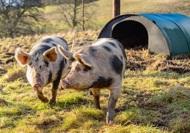 istock Two free-range pigs together in a field 1203014258