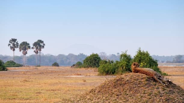 Cheetah on a mound in Liwonde National Park,Malawi