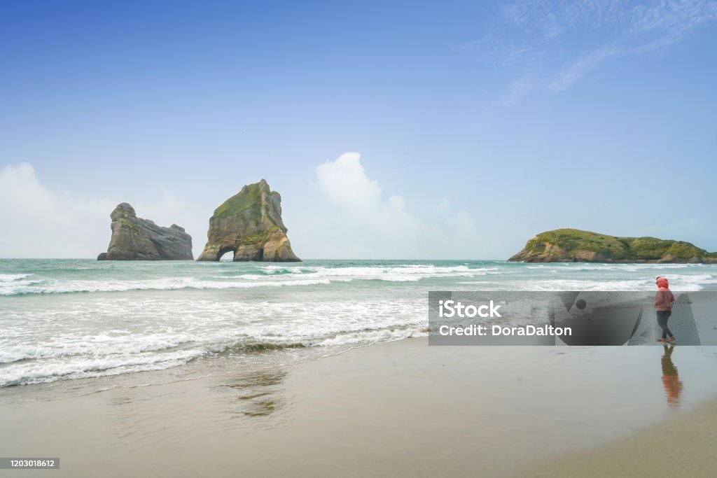 ニュージーランド 南島ネルソンタスマン地区タスマン地区のファラリキビーチで眠っているアシカ アシカ亜科のストックフォトや画像を多数ご用意