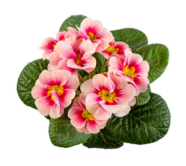 istock Isolated pink primrose flower 1203019115
