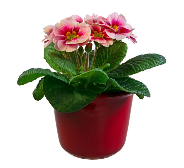 istock Isolated pink primrose flower in a flowerpot 1203019162