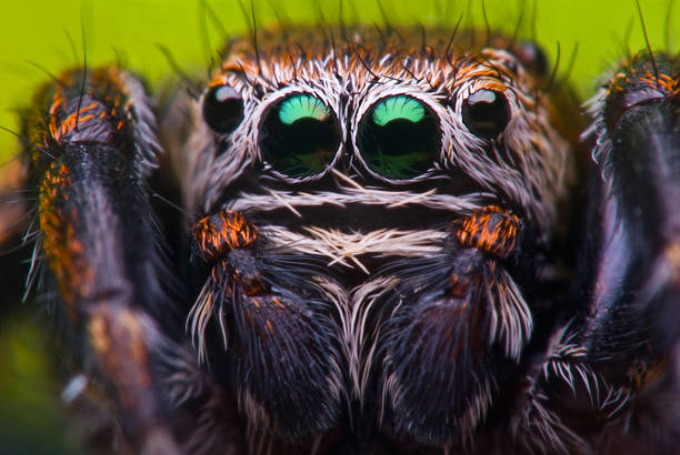 istock Jumping spider in nature on colorful background 1203020108