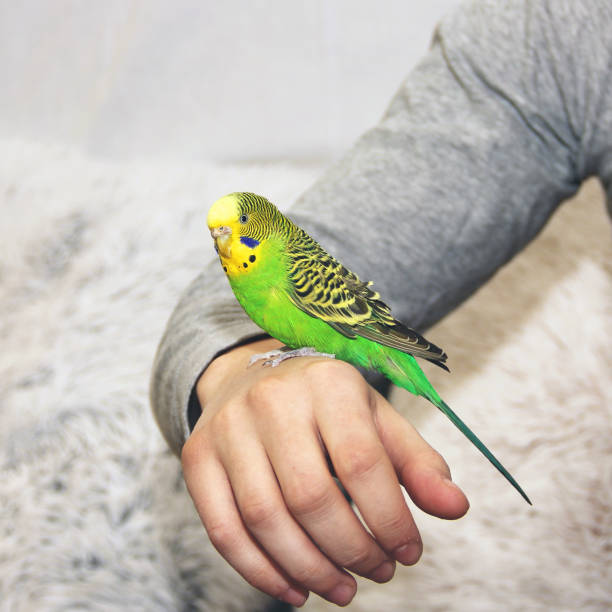 istock Wavy parrot in the hands. Bird in hand 1203020385