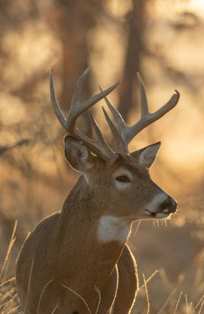 istock Whitetail Deer Buck in Autumn 1203020571