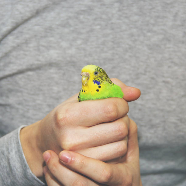 istock Wavy parrot in the hands. Bird in hand 1203020645