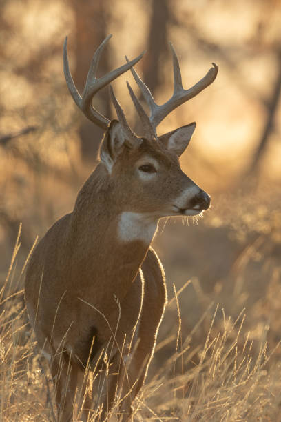 istock Whitetail Deer Buck in Autumn 1203020712