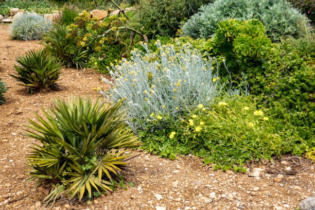 지중해 식물 - ornamental garden plant tropical climate desert 뉴스 사진 이미지
