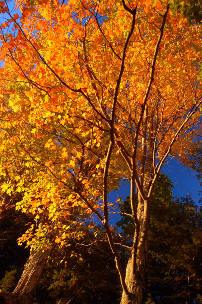Brilliant autumn foliage in yellow, orange and red highlights a park in New England