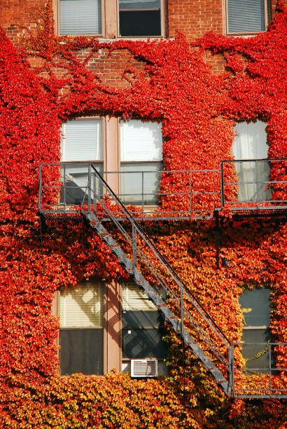 istock Fall ivy clings to a small building 1203020973