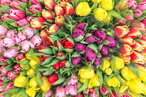 istock Tulip flowers Spring bouquet top view 1203022272