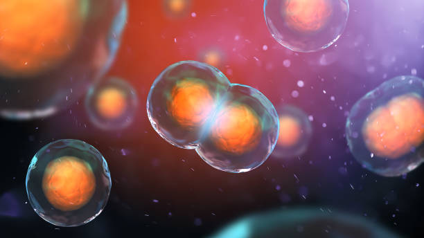 Human cell division under the microscope. Mitosis cells close up. 3d illustration stock photo