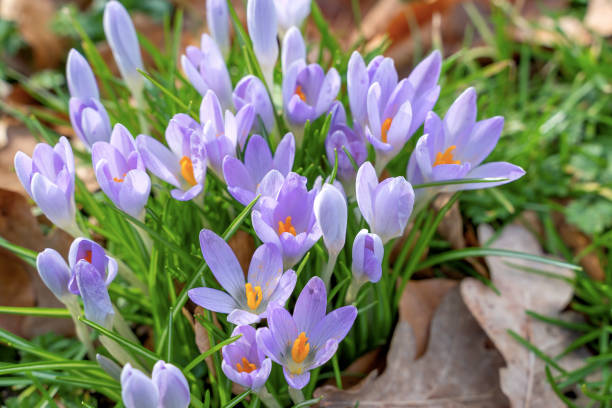 istock Crocus flowers during early spring season 1203024619