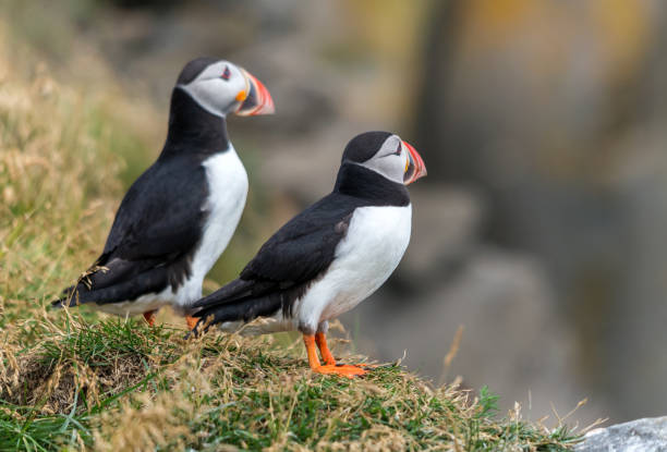 istock The Atlantic puffin, also known as the common puffin 1203025338