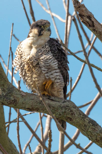 istock Peregrine Falcon 1203026138