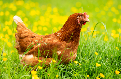 Side view of a free-range, organic hen in long grass with flowering buttercups in springtime.