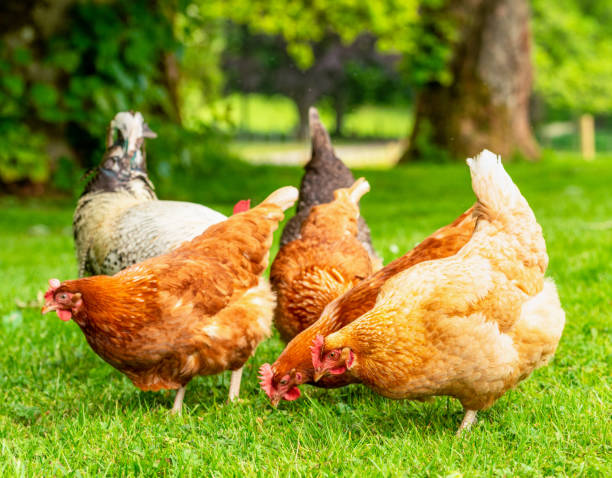 gruppe von bio-hühnern fütterung im freien - rhode island red huhn stock-fotos und bilder