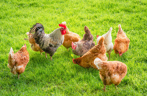 A group of free range, organically raised chickens looking for food outdoors in the summer grass.