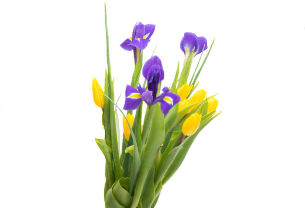 istock spring bouquet of iris with tulips 1203026465