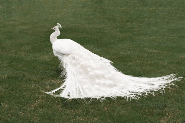 istock White male peacock on green grass background 1203029004