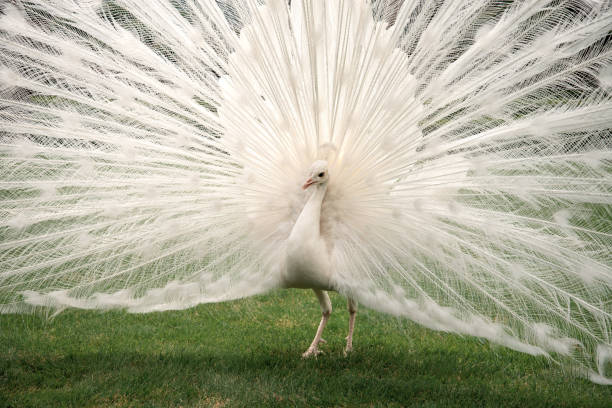 istock White male peacock with rich tail feathers on green grass 1203029009