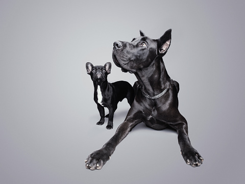 Great Dane and French Bulldog looking up over a gray background, studio shot