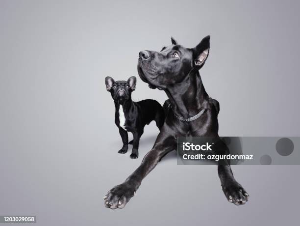 Great Dane And French Bulldog Looking Up Over A Gray Background Studio Shot Stock Photo - Download Image Now