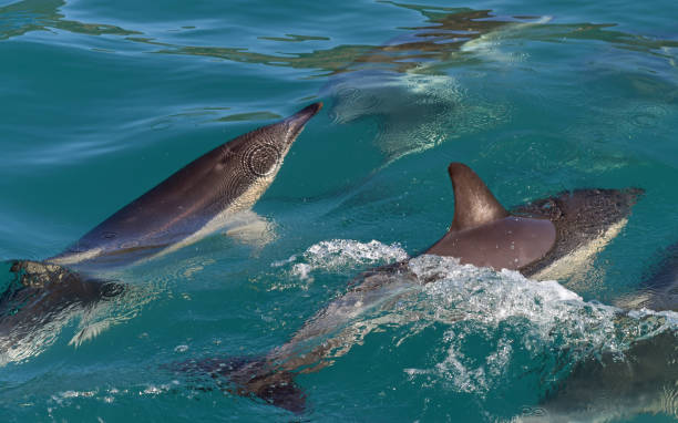 istock Dolphins, New Zealand 1203029735