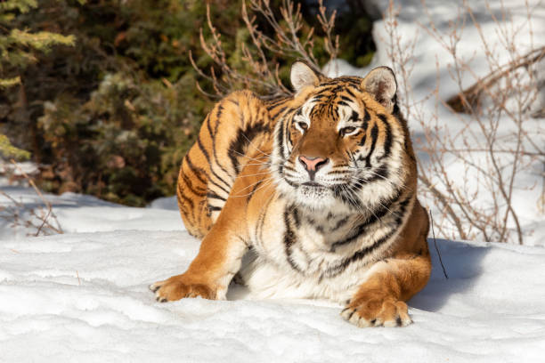 istock Tiger Playing in the Snow 1203030303