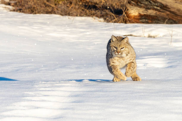 istock Bobcat in the Snow 1203030304