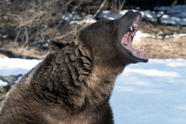 grande orso grizzly maschio - 1466 foto e immagini stock