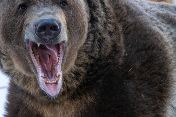 istock Large Male Grizzly Bear 1203030400
