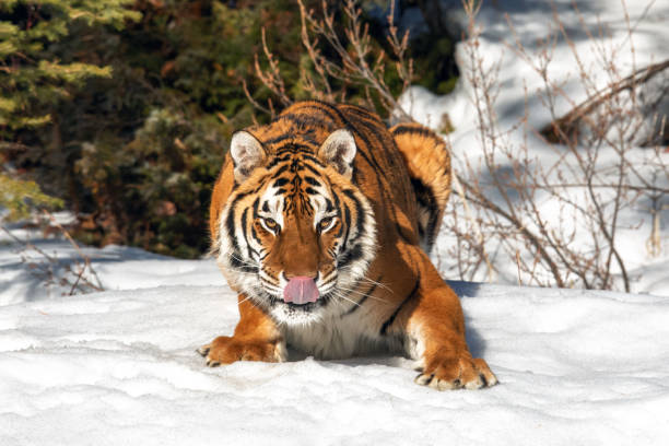 istock Tiger Playing in the Snow 1203030424