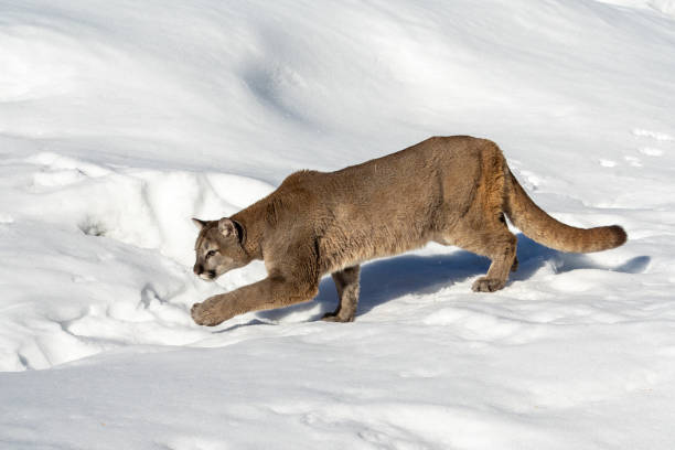 istock Mountain Lion in the Snow, Montana 1203030435