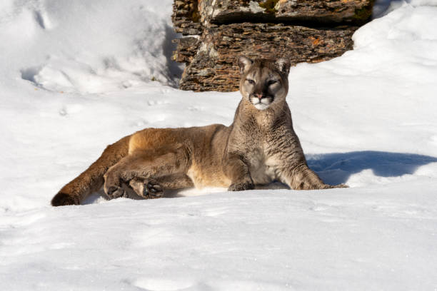 Mountain Lion in the Snow, Montana