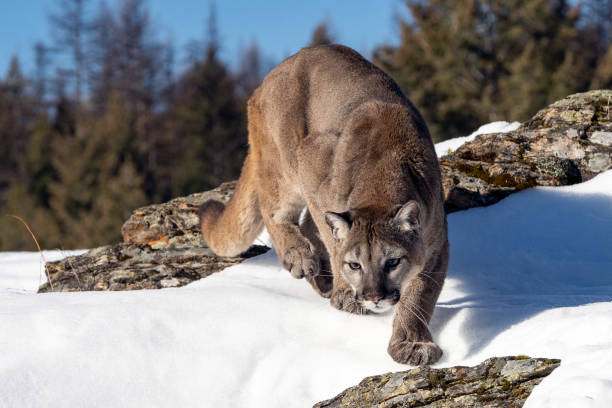 Mountain Lion in the Snow, Montana Female moutnain lion  in winter, hunting for a mouse east photos stock pictures, royalty-free photos & images