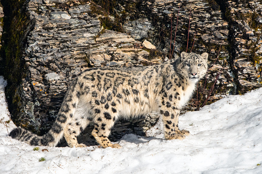 Snow Leopard in the Snow in Mountain