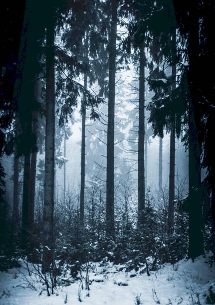 istock Snowdrifts in a gloomy coniferous forest 1203030606